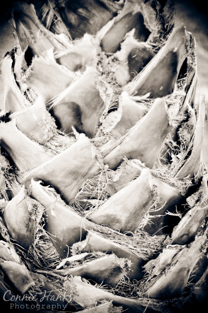 0510-2012-05-10_6804-pattern