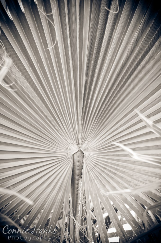 0510-2012-05-10_6810-pattern