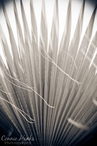 Connie Hanks Photography // ClickyChickCreates // Mexican palm tree