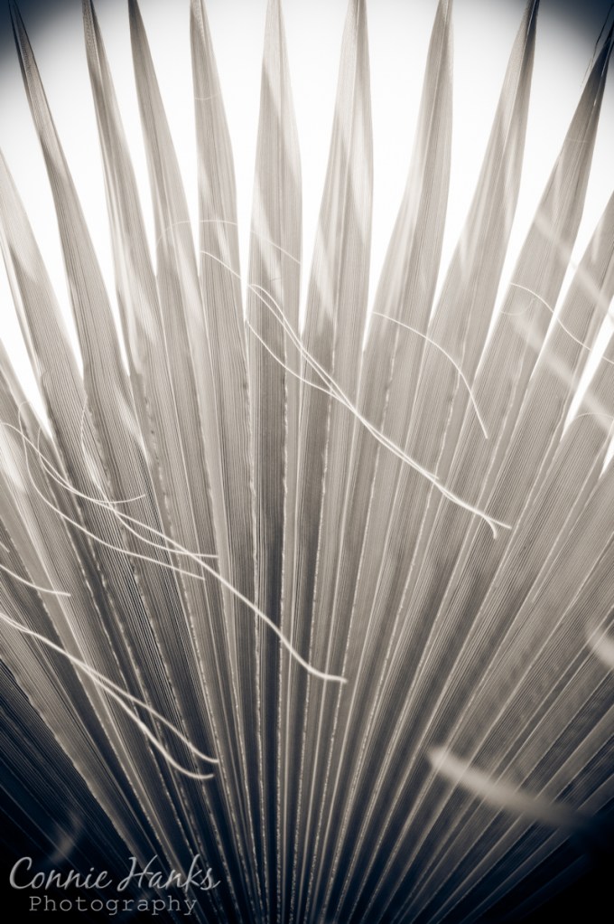 0510-2012-05-10_6820-pattern