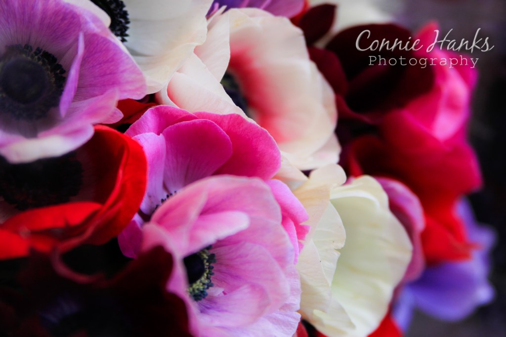 French Flowers of&nbsp;Nice