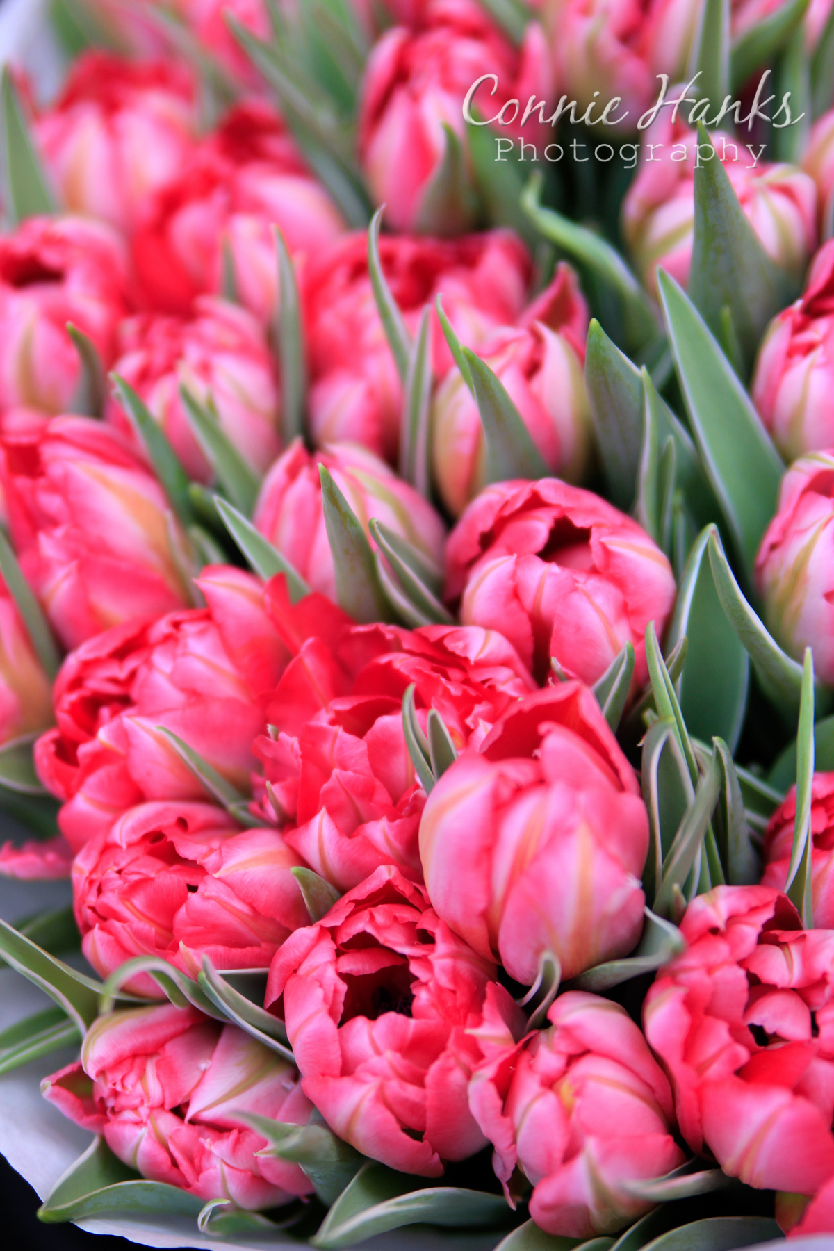 Farmer's Market Flowers in Nice1/400 sec at f/2.8 ISO 200