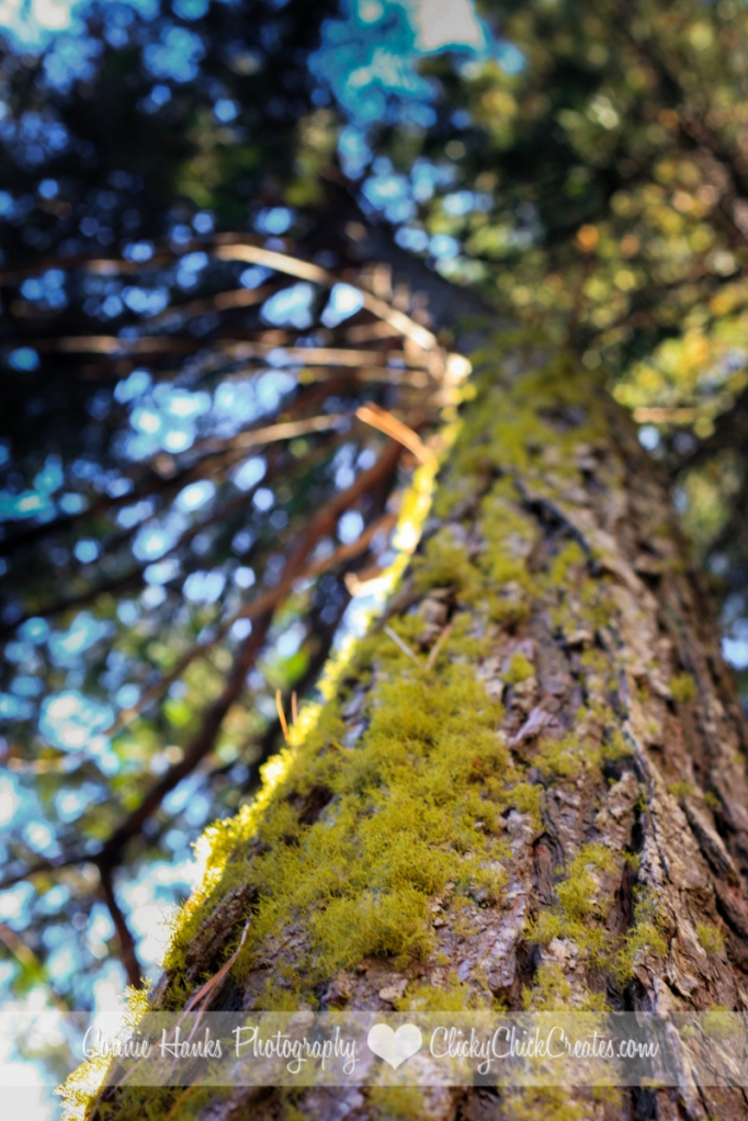 Connie Hanks Photography // ClickyChickCreates.com // beautiful moss covered pine tree in Shasta Forest