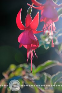 Connie Hanks Photography // ClickyChickCreates.com // beautiful light