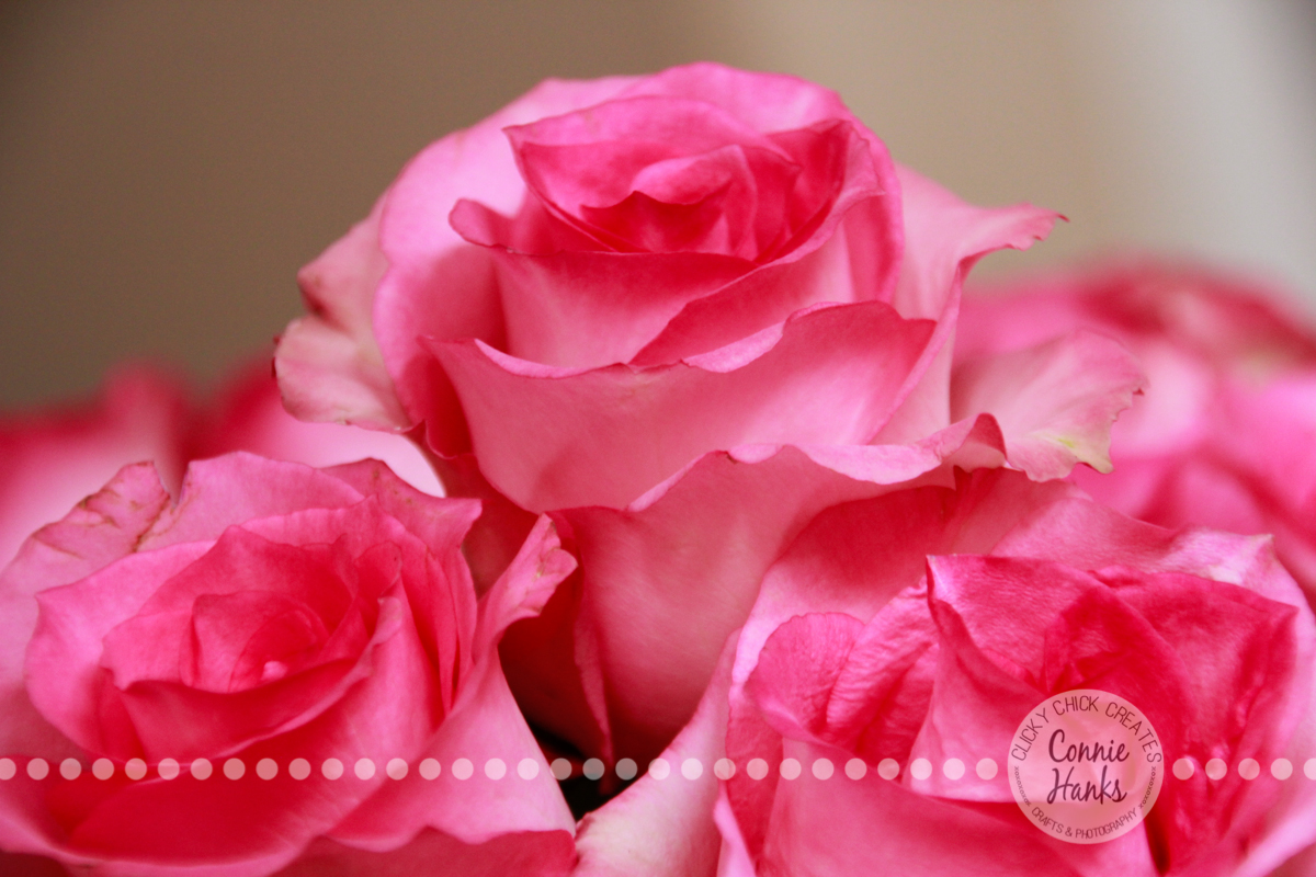 Connie Hanks Photography // ClickyChickCreates.com // soft pink roses