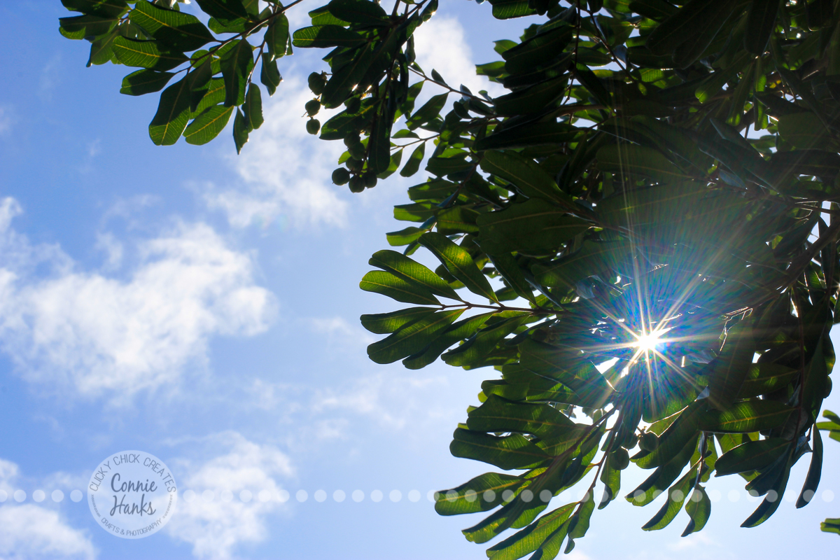 Connie Hanks Photography // ClickyChickCreates.com // capturing sunburst and flare shooting into the sun