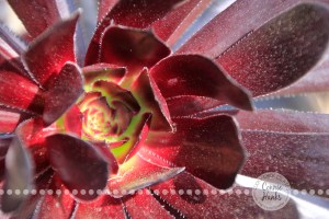 Connie Hanks Photography // ClickyChickCreates.com // Chasing Rainbows - natures colors in plants, landscapes, flowers, sky, bark