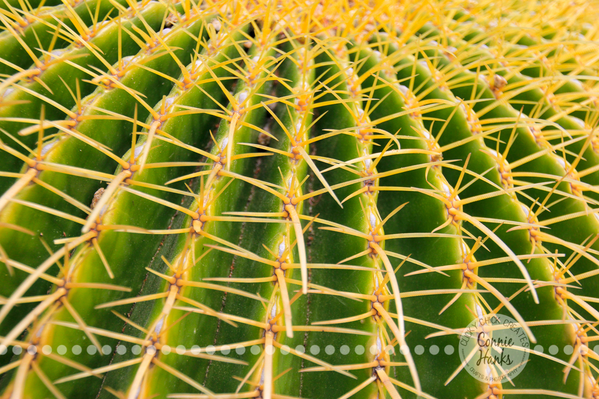 Connie Hanks Photography // ClickyChickCreates.com // Chasing Rainbows in Balboa Park cactus and rose gardens - natures colors in plants, landscapes, flowers, sky, bark, yellow, green, cactus, needles