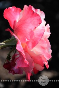 Connie Hanks Photography // ClickyChickCreates.com // Chasing Rainbows - natures colors in plants, landscapes, flowers, sky, bark