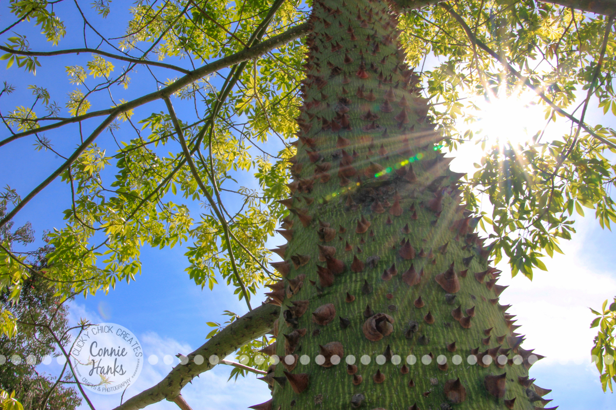 Connie Hanks Photography // ClickyChickCreates.com // Chasing Rainbows in Balboa Park cactus and rose gardens - natures colors in plants, landscapes, flowers, sky, bark, prickly tree, thorns, sunburst, sun flare, 