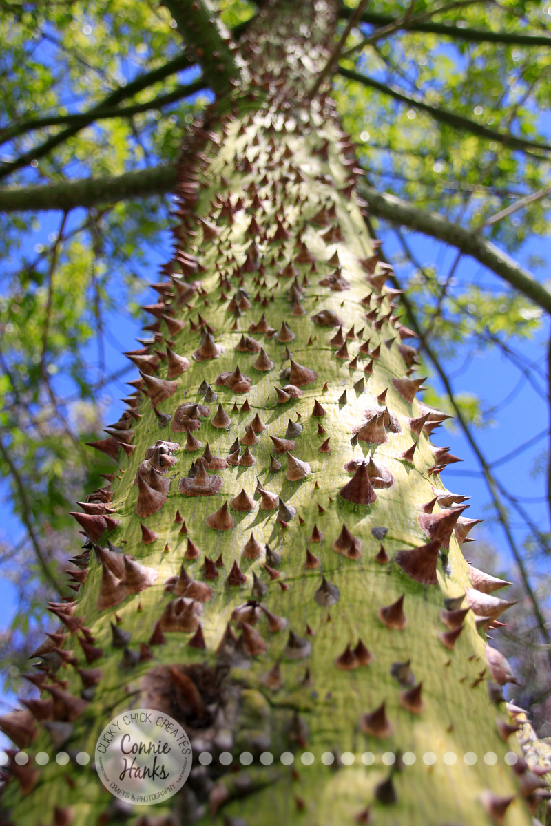 Connie Hanks Photography // ClickyChickCreates.com // Perspective - From Down Under - prickly, thorny tree in Balboa Park