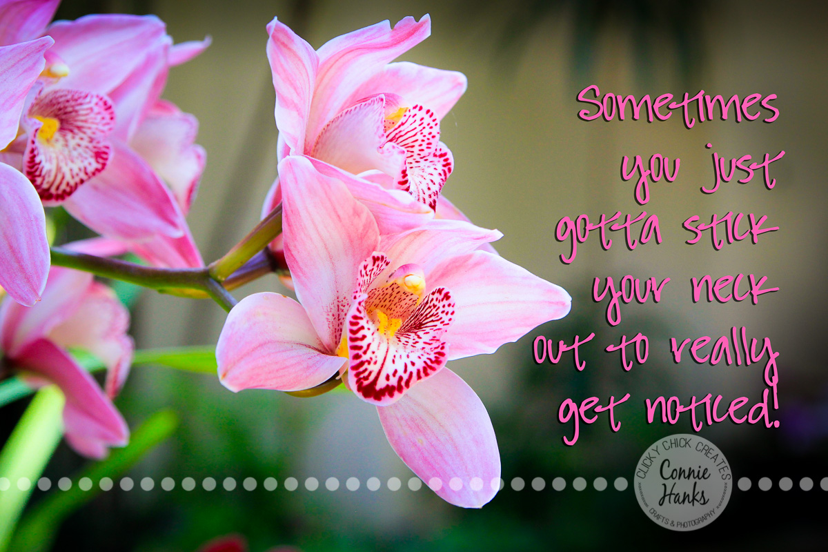 Connie Hanks Photography // ClickyChickCreates.com // Vibrant pink orchids in Balboa Park Botanical Building with quote Sometimes you just gotta stick your neck out to really get noticed