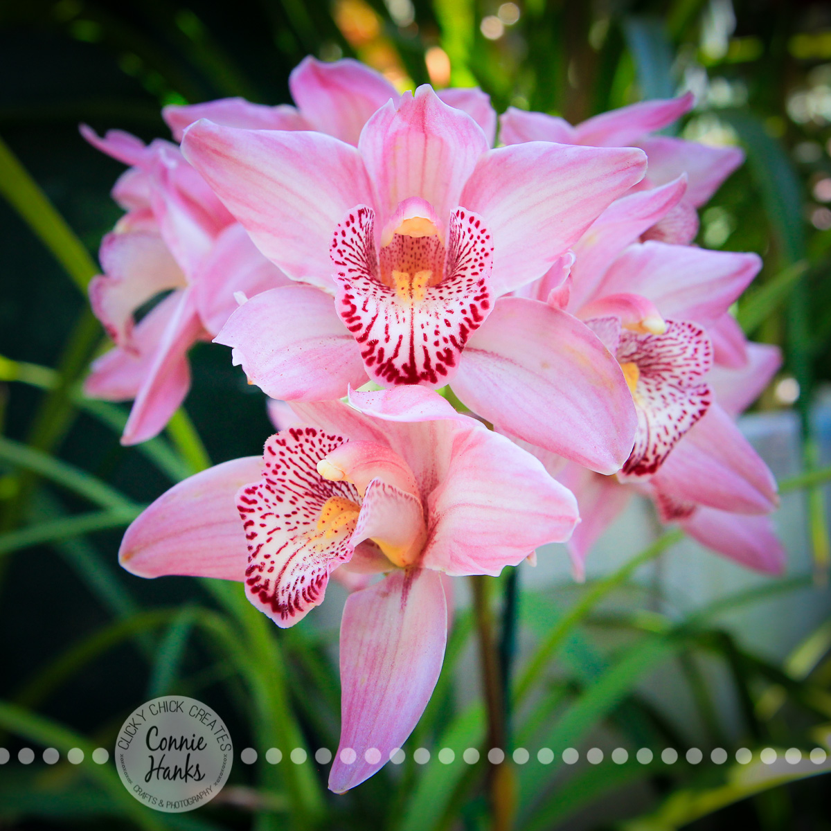 Connie Hanks Photography // ClickyChickCreates.com // Peaceful pink orchids in Balboa Park Botanical Building