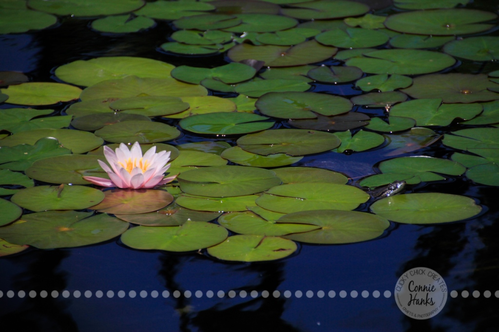 Connie Hanks Photography // ClickyChickCreates.com // Water Lily and Turtle in pond at Balboa Park