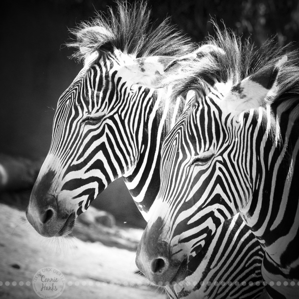 Connie Hanks Photography // ClickyChickCreates.com // double zebras, zig, zag, stripes, B&W,