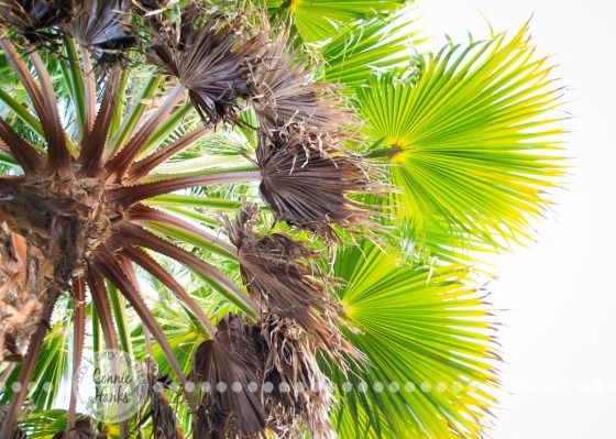 Connie Hanks Photography // ClickyChickCreates.com // Palm tree above, fanned out