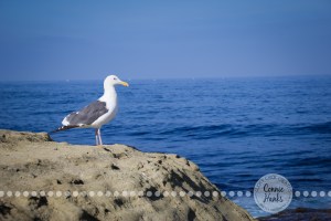 Connie Hanks Photography // ClickyChickCreates.com // La Jolla, beach, photography, San Diego, cove, morning, waves, crashing