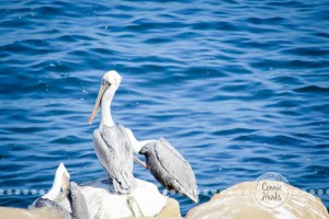 Connie Hanks Photography // ClickyChickCreates.com // La Jolla, beach, photography, San Diego, cove, morning, waves, crashing, pelican