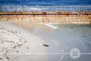Connie Hanks Photography // ClickyChickCreates.com // La Jolla, beach, photography, San Diego, cove, morning, waves, crashing, seal