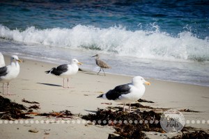 Connie Hanks Photography // ClickyChickCreates.com // La Jolla, beach, photography, San Diego, cove, morning, waves, crashing