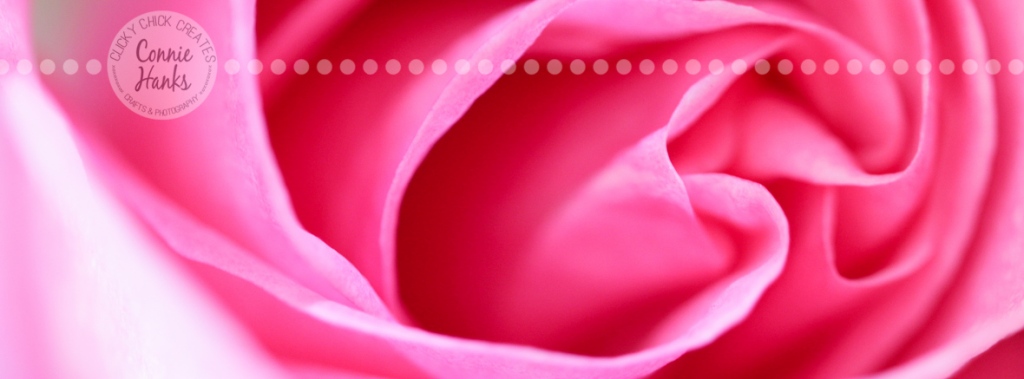 Connie Hanks Photography // ClickyChickCreates.com // macro shot of pink rose, natural light, curves, petals