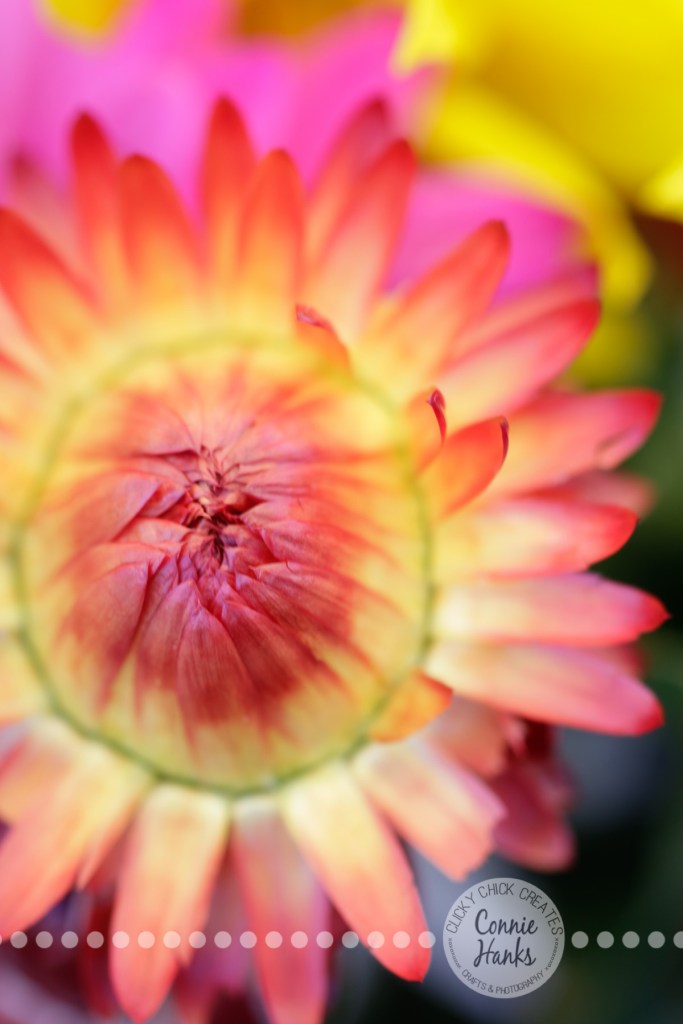 Connie Hanks Photography // ClickyChickCreates.com // macro flower shot, natural light, curves, petals, orange, yellow