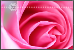 Connie Hanks Photography // ClickyChickCreates.com // macro shot of pink rose, natural light, curves, petals, rule of thirds