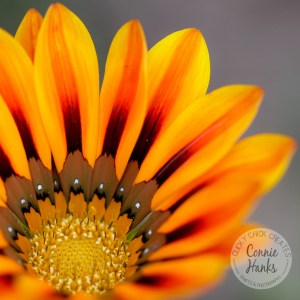 Connie Hanks Photography // ClickyChickCreates.com // macro flower shot, natural light, curves, petals, orange, yellow, flower, wildflower