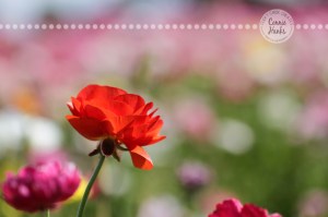 Connie Hanks Photography // ClickyChickCreates.com // macro flower photography