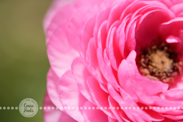 Connie Hanks Photography // ClickyChickCreates.com // macro flower photography 