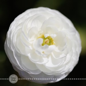 Connie Hanks Photography // ClickyChickCreates.com // macro flower photography