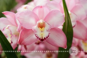 Connie Hanks Photography // ClickyChickCreates.com // macro flower photography