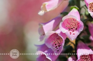 Connie Hanks Photography // ClickyChickCreates.com // macro flower photography