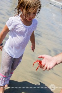 Connie Hanks Photography // ClickyChickCreates.com // San Diego family photo session, beach family photos, multi-generational, extended family, large family